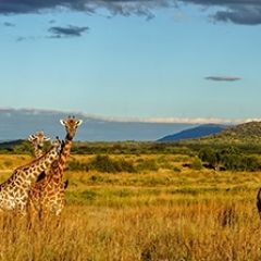 Кухонный фартук Фауна 061 МДФ матовый (3000) Fauna в Озерске - ozersk.mebel24.online | фото